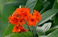 Closeup of beautiful Cordia sebestena