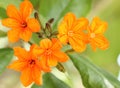 Closeup of beautiful Cordia sebestena Royalty Free Stock Photo