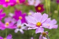 Closeup beautiful cosmos flower over blurred garden background Royalty Free Stock Photo