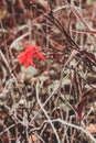 Closeup of a beautiful Crocosmia flower on the dry grass background