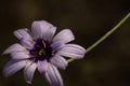 Closeup of a beautiful Cupid's dart flower under the sunlight