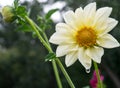 Closeup of Beautiful dahlia flower in full bloom in the garden Royalty Free Stock Photo