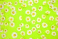 Beautiful daisies on an neon green background