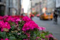Closeup of Pink Flowers in the Fifth Avenue New York City Spring Flower Display Royalty Free Stock Photo