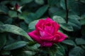 Closeup of a beautiful dark pink rose on a bush with dark green leaves Royalty Free Stock Photo
