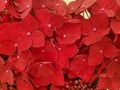 Closeup of the beautiful dark red hydrangea flowers at full bloom Royalty Free Stock Photo