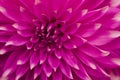 Closeup of beautiful Chrysanthemum flower with red petals Royalty Free Stock Photo