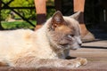 Closeup of a beautiful domestic Burmese cat lying on the porch in the daylight