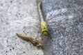 Dragonfly with yellow and brown body and transparent wings hatching from cocoon