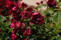 Closeup of beautiful dry roses in a garden on a sunny day Royalty Free Stock Photo