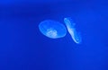 Beautiful Dual Moon Jellyfish Swim Underwater Royalty Free Stock Photo