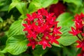 Closeup of a beautiful Egyptian starcluster