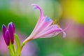 Pink lily flowers with green lighting effects