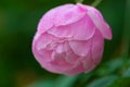 Closeup pink China rose in green background Royalty Free Stock Photo