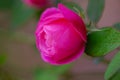 Closeup pink China rose in light green background Royalty Free Stock Photo
