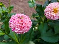 Closeup of beautiful and elegant pink dahlias