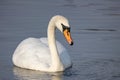 Closeup of a beautiful elegant white swan swimming in the lake Royalty Free Stock Photo