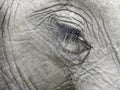 Closeup of a beautiful elephant eye