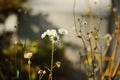 Closeup of beautiful Erigeron annuus flowers in a garden on a sunny day