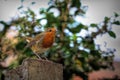 Closeup of a beautiful European robin bird on a stone surface in a park Royalty Free Stock Photo
