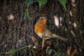 Closeup of a beautiful European robin bird on a tree in a park Royalty Free Stock Photo