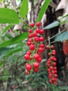 Closeup, Beautiful and Exotic Rivina humilis fruit with red color in the garden a with natural Background