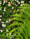 Closeup of beautiful fern leaf with small white and pink daisy flowers in summer season of Himachal Pradesh Royalty Free Stock Photo