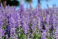 Beautiful fernleaf lavender flower. Blooming in garden. Lavandula pinnata