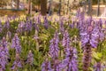 Closeup beautiful fernleaf lavender flower.