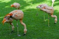 Closeup of beautiful flamingos group searching for food in the grass. Vibrant birds on a green lawn on a sunny summer