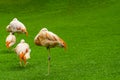 Closeup of beautiful flamingos group sleeping on the grass in the park. Vibrant birds on a green lawn on a sunny summer