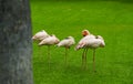 Closeup of beautiful flamingos group sleeping on the grass in the park. Vibrant birds on a green lawn on a sunny summer