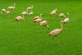 Closeup of beautiful flamingos group walking on the grass in the park. Vibrant bird on a green lawn on a sunny summer