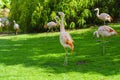Closeup of beautiful flamingos group walking on the grass in the park. Vibrant bird on a green lawn on a sunny summer