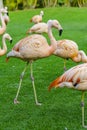 Closeup of beautiful flamingos group walking on the grass in the park. Vibrant birds on a green lawn on a sunny summer