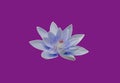 Closeup, Beautiful flower blossom blooming lotus with blue petals and white pollen isolated on violet background for stock photo Royalty Free Stock Photo