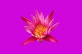 Closeup, Beautiful flower blossom blooming lotus pink color isolated on pure violet background for stock photo, summer flowers, Royalty Free Stock Photo