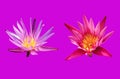 Closeup, Beautiful flower blossom blooming lotus pink and white color isolated on pure violet background for stock photo, summer Royalty Free Stock Photo