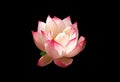 Closeup, Beautiful flower blossom blooming lotus with white pink petals isolated on black background for stock photo, summer Royalty Free Stock Photo