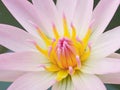 Closeup, Beautiful flower blossom blooming lotus with white pink petals on water blurred background for stock photo, summer Royalty Free Stock Photo