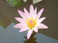 Closeup, Beautiful flower blossom blooming lotus with white pink petals on water blurred background for stock photo, summer Royalty Free Stock Photo