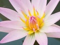 Closeup, Beautiful flower blossom blooming lotus with white pink petals on water blurred background for stock photo, summer Royalty Free Stock Photo