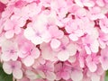 Closeup of beautiful flower, colorful hydrangeas. Royalty Free Stock Photo