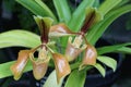 Closeup of the beautiful flower of Paphiopedilum Villosum orchids