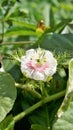 Closeup of beautiful flower of Wild maracuja, Bush passion fruit, Wild water lemon