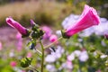 Closeup of beautiful flowers and buds of Lavatera trimestris Royalty Free Stock Photo