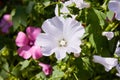 Closeup of beautiful flowers and buds of Lavatera trimestris Royalty Free Stock Photo