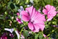 Closeup of beautiful flowers and buds of Lavatera trimestris Royalty Free Stock Photo