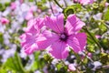 Closeup of beautiful flowers and buds of Lavatera trimestris Royalty Free Stock Photo