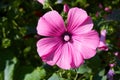 Closeup of beautiful flowers and buds of Lavatera trimestris Royalty Free Stock Photo